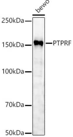 Invitrogen PTPRF Polyclonal Antibody 100 μL; Unconjugated:Antibodies,