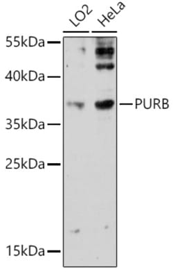 Invitrogen PURB Polyclonal Antibody 100 &mu;L; Unconjugated:Antibodies,