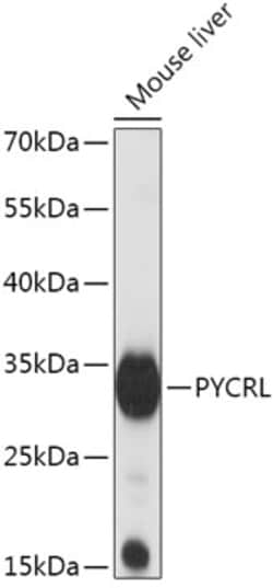 Invitrogen PYCRL Polyclonal Antibody 100 &mu;L; Unconjugated:Antibodies,