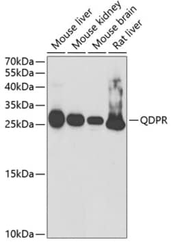 Invitrogen QDPR Polyclonal Antibody 100 μL; Unconjugated:Antibodies,