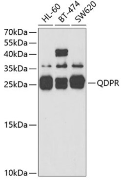 Invitrogen QDPR Polyclonal Antibody 100 μL; Unconjugated:Antibodies,