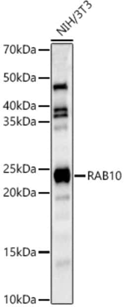 Invitrogen RAB10 Polyclonal Antibody 100 &mu;L; Unconjugated:Antibodies,