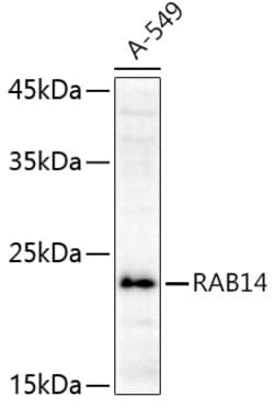Invitrogen RAB14 Polyclonal Antibody 100 μL; Unconjugated:Antibodies,