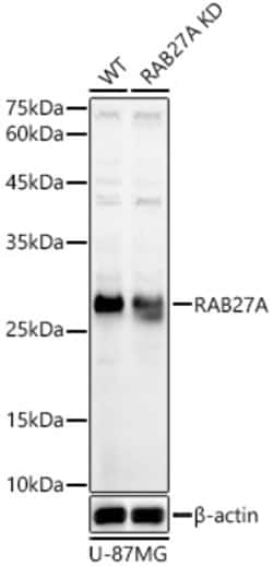 Invitrogen RAB27A Polyclonal Antibody 100 &mu;L; Unconjugated:Antibodies,