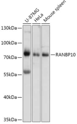 Invitrogen RANBP10 Polyclonal Antibody 100 &mu;L; Unconjugated:Antibodies,