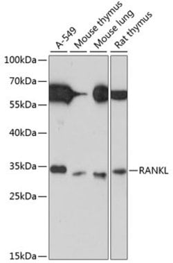 RANKL Polyclonal Antibody, Invitrogen 100 &mu;L; Unconjugated:Antibodies,