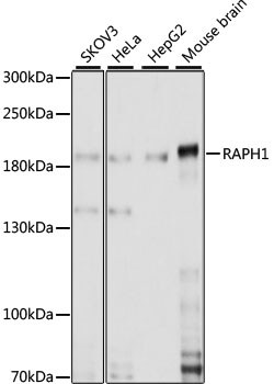 Invitrogen RAPH1 Polyclonal Antibody 100 &mu;L; Unconjugated:Antibodies,