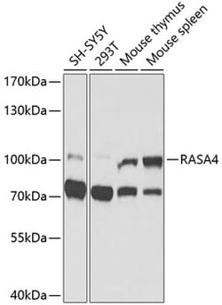 Invitrogen RASA4 Polyclonal Antibody 100 &mu;L; Unconjugated:Antibodies,