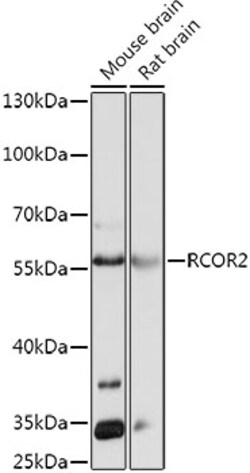 Invitrogen RCOR2 Polyclonal Antibody 100 μL; Unconjugated:Antibodies,