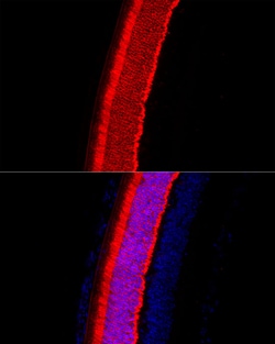 Invitrogen Recoverin Polyclonal Antibody 100 &mu;L; Unconjugated:Antibodies,