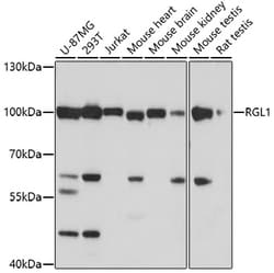 Invitrogen RGL1 Polyclonal Antibody 100 &mu;L; Unconjugated:Antibodies,