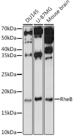 Invitrogen RHEB Polyclonal Antibody 100 &mu;L; Unconjugated:Antibodies,