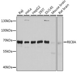 Invitrogen RIC8A Polyclonal Antibody 100 &mu;L; Unconjugated:Antibodies,