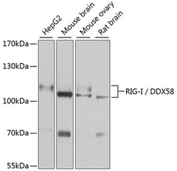 Invitrogen RIG-I Polyclonal Antibody 100 &mu;L; Unconjugated:Antibodies,