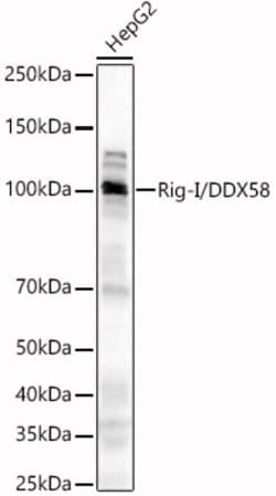 Invitrogen RIG-I Polyclonal Antibody 100 &mu;L; Unconjugated:Antibodies,