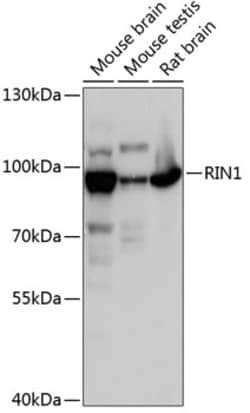 Invitrogen RIN1 Polyclonal Antibody 100 &mu;L; Unconjugated:Antibodies,