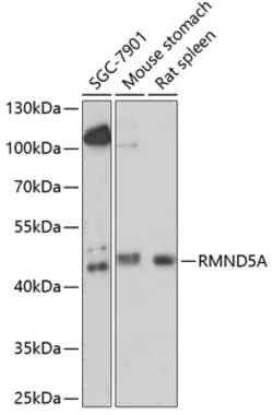 Invitrogen RMND5A Polyclonal Antibody 100 &mu;L; Unconjugated:Antibodies,