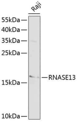 Invitrogen RNASE13 Polyclonal Antibody 100 &mu;L; Unconjugated:Antibodies,