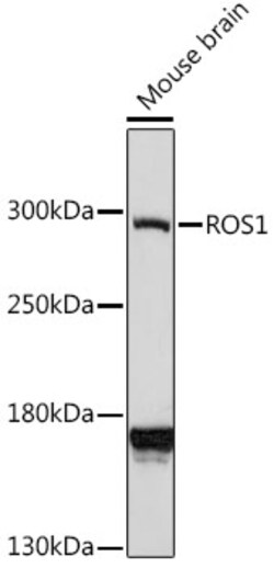 Invitrogen ROS1 Polyclonal Antibody 100 &mu;L; Unconjugated:Antibodies,
