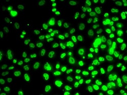 Invitrogen RPA14 Polyclonal Antibody 100 &mu;L; Unconjugated:Antibodies,