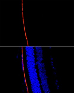 Invitrogen RPE65 Polyclonal Antibody 100 &mu;L; Unconjugated:Antibodies,