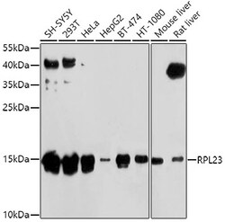 Invitrogen RPL23 Polyclonal Antibody 100 μL; Unconjugated:Antibodies,