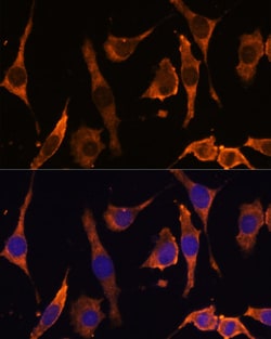 Invitrogen RPL36AL Polyclonal Antibody 100 &mu;L; Unconjugated:Antibodies,