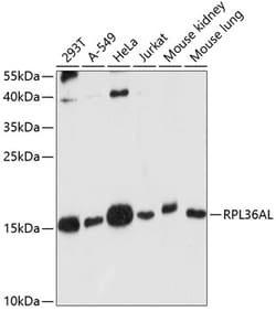 Invitrogen RPL36AL Polyclonal Antibody 100 &mu;L; Unconjugated:Antibodies,