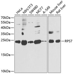 Invitrogen RPS7 Polyclonal Antibody 100 &mu;L; Unconjugated:Antibodies,