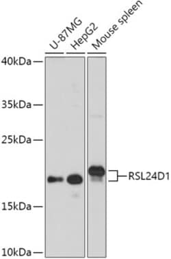 Invitrogen RSL24D1 Polyclonal Antibody 100 &mu;L; Unconjugated:Antibodies,