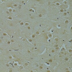 Invitrogen RSRC1 Polyclonal Antibody 100 μL; Unconjugated:Antibodies,