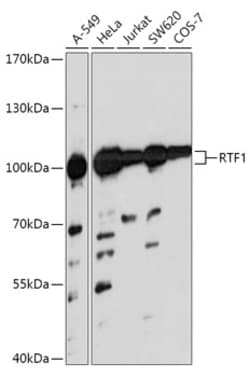 Invitrogen RTF1 Polyclonal Antibody 100 &mu;L; Unconjugated:Antibodies,