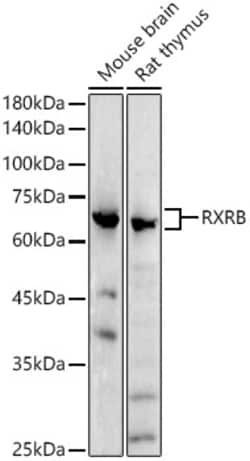 Invitrogen RXRB Polyclonal Antibody 100 &mu;L; Unconjugated:Antibodies,