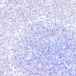 Invitrogen RXRG Polyclonal Antibody 100 &mu;L; Unconjugated:Antibodies,