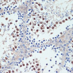 Invitrogen RXRG Polyclonal Antibody 100 &mu;L; Unconjugated:Antibodies,