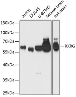 Invitrogen RXRG Polyclonal Antibody 100 &mu;L; Unconjugated:Antibodies,