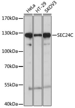 Invitrogen SEC24C Polyclonal Antibody 100 &mu;L; Unconjugated:Antibodies,