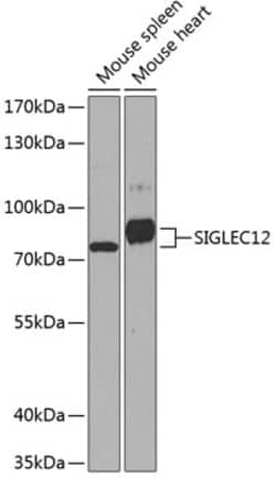 Invitrogen SIGLEC12 Polyclonal Antibody 100 &mu;L; Unconjugated:Antibodies,