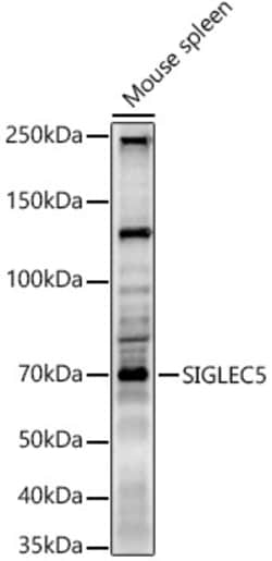 Invitrogen SIGLEC5 Polyclonal Antibody 100 &mu;L; Unconjugated:Antibodies,