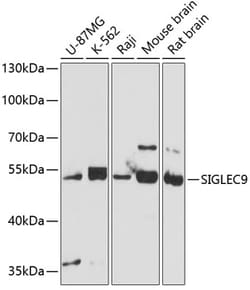 Invitrogen SIGLEC9 Polyclonal Antibody 100 &mu;L; Unconjugated:Antibodies,