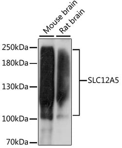 Invitrogen KCC2 Polyclonal Antibody 100 μL; Unconjugated:Antibodies,