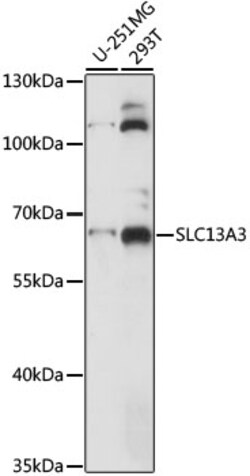 SLC13A3 Polyclonal Antibody:Antibodies, Polyclonal
