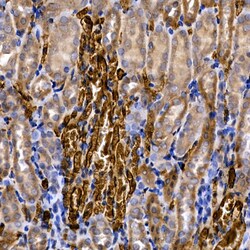 Invitrogen SLC14A1 Polyclonal Antibody 100 &mu;L; Unconjugated:Antibodies,