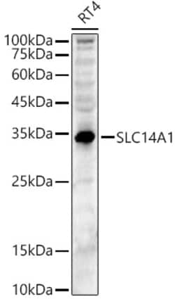 Invitrogen SLC14A1 Polyclonal Antibody 100 &mu;L; Unconjugated:Antibodies,