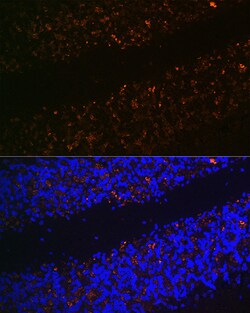 Invitrogen VGLUT2 Polyclonal Antibody 100 μL; Unconjugated:Antibodies,
