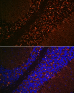 Invitrogen VGLUT2 Polyclonal Antibody 100 μL; Unconjugated:Antibodies,