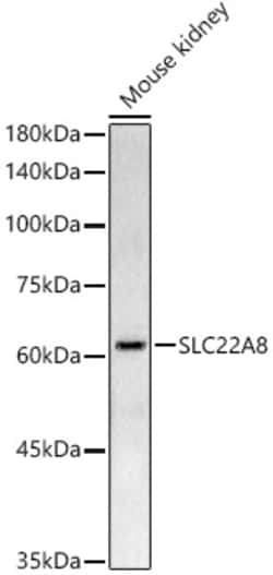 Invitrogen SLC22A8 Polyclonal Antibody 100 &mu;L; Unconjugated:Antibodies,