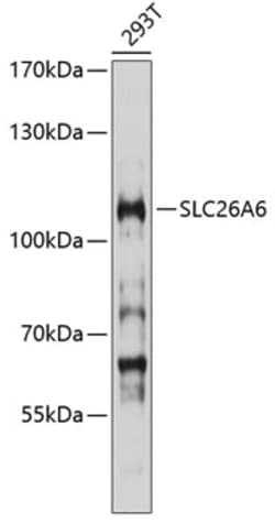 Invitrogen SLC26A6 Polyclonal Antibody 100 &mu;L; Unconjugated:Antibodies,