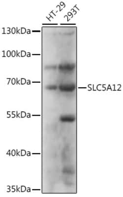Invitrogen SLC5A12 Polyclonal Antibody 100 &mu;L; Unconjugated:Antibodies,