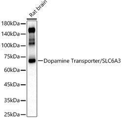 Dopamine Transporter Polyclonal Antibody, Invitrogen 100 &mu;L; Unconjugated:Antibodies,